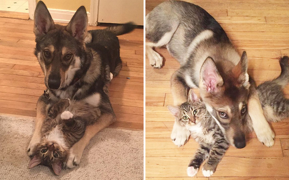 Cô chó Husky được đến trạm cứu hộ động vật để chọn bạn thân cho mình