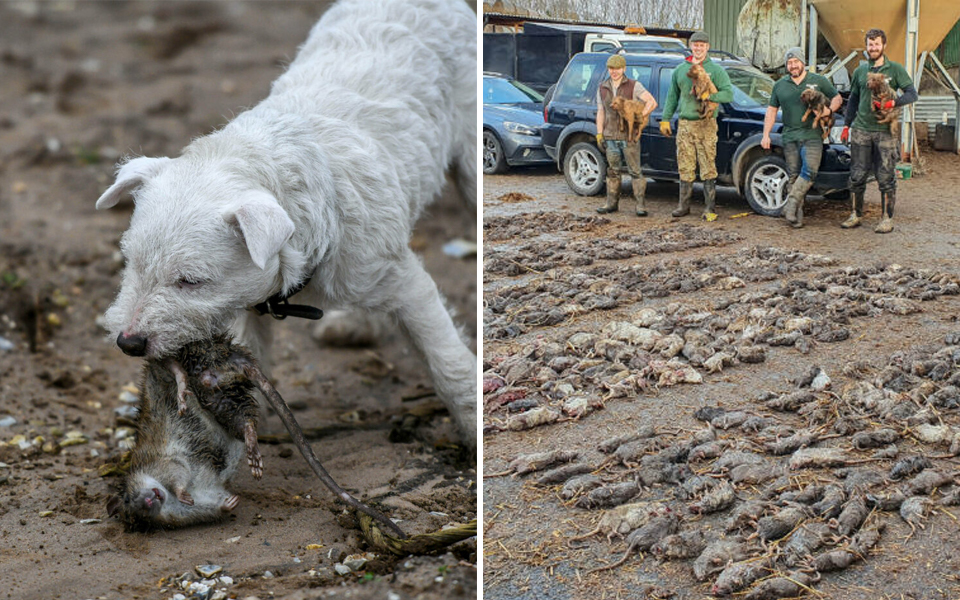 Đàn chó sục Norfolk chỉ mất 7 tiếng để tiêu diệt hơn 730 con chuột gây hại