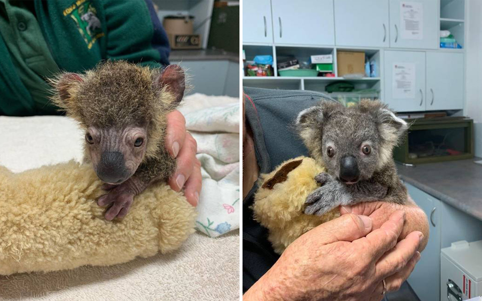 Hành trình hồi phục kỳ diệu của chú koala suýt mất mạng trong trận cháy rừng ở Úc