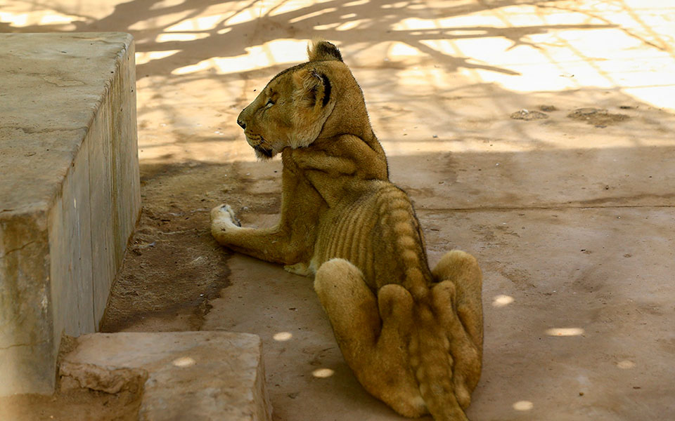 Hình ảnh xót xa trong năm mới: Những con sư tử gầy trơ xương nằm dài trong vườn thú ở Sudan
