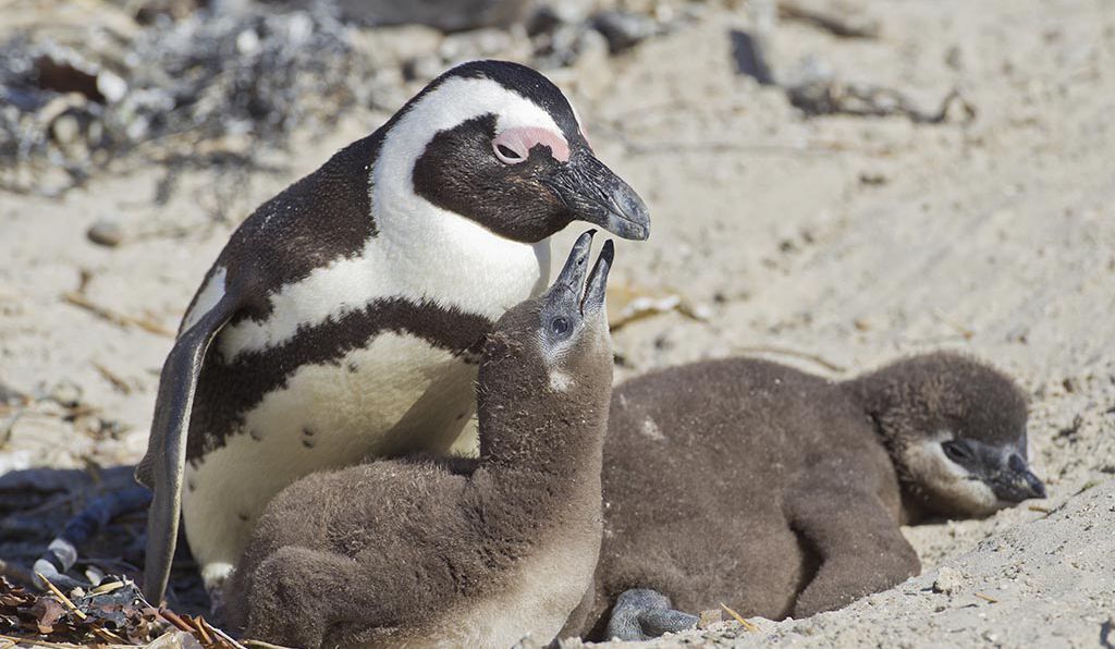 Ngôn ngữ của chim cánh cụt thực chất rất 'giống' với con người - phát hiện gây shock từ các nhà khoa học
