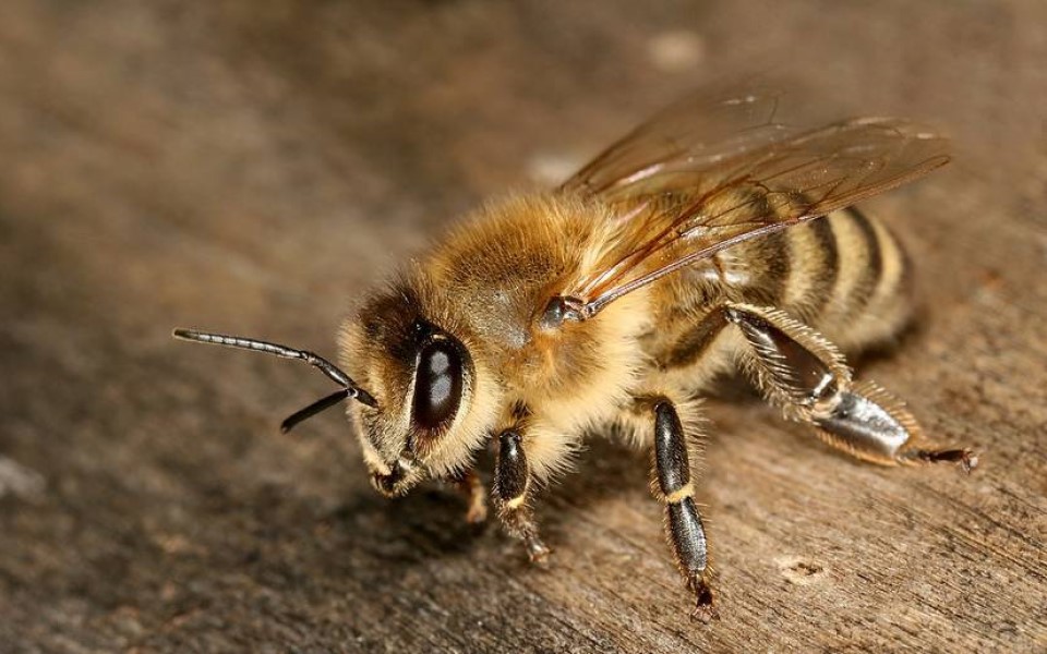 Ong mật 'lắc mông' để định vị nơi có mật hoa cho đồng loại