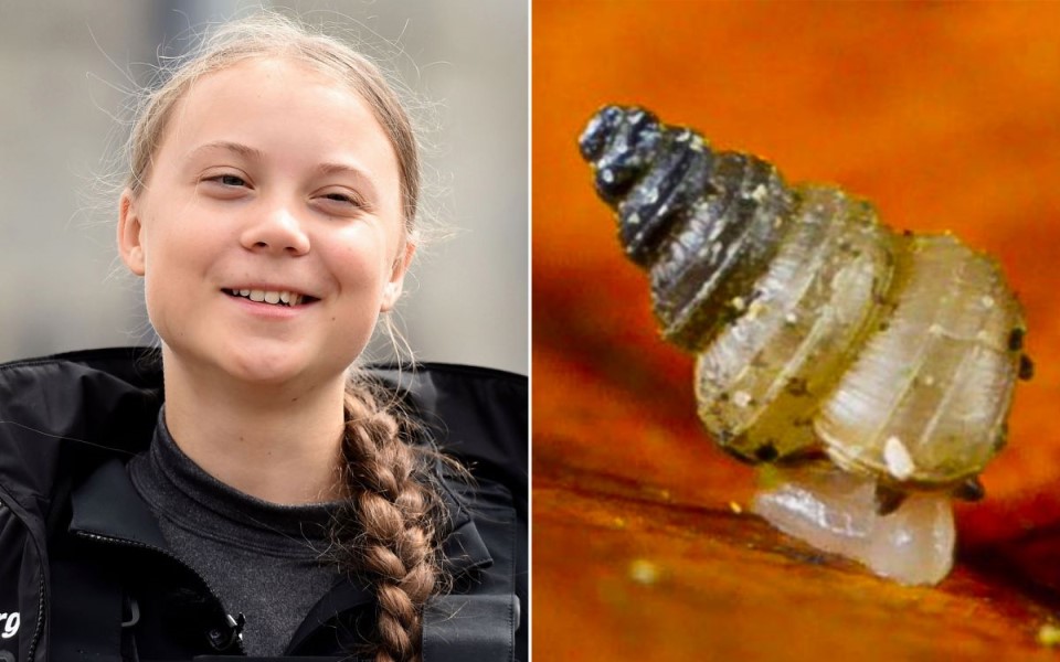 Loài ốc sên mới được đặt tên theo Greta Thunberg, dân mạng liền phát ngôn châm biếm