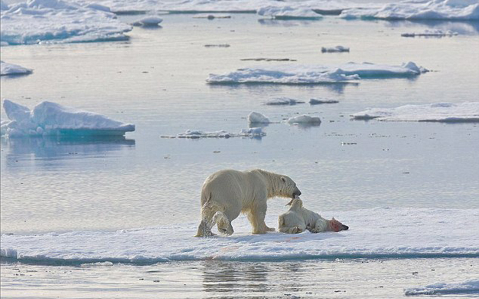Gấu Bắc Cực có xu hướng ăn thịt đồng loại do tác động của biến đổi khí hậu