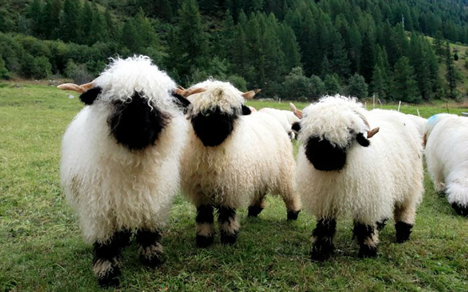 Cừu mũi đen Valais: Bạn biết gì về loài cừu dễ thương và đắt đỏ nhất thế giới?