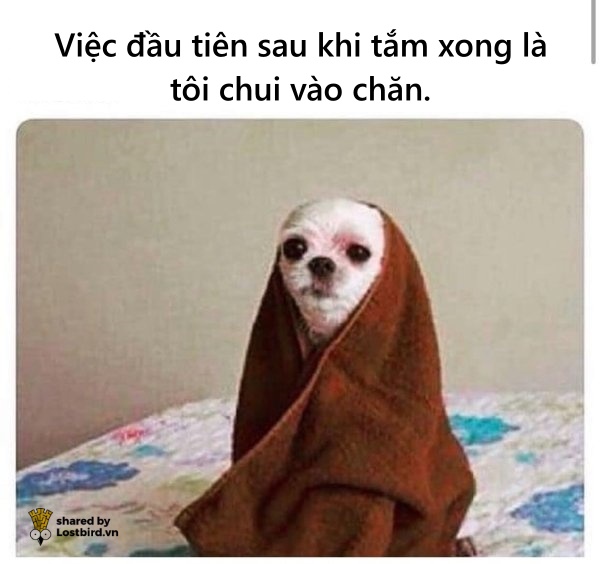 Ảnh Meme Mèo Chế Hài Hước Troll Bựa Cute Dễ Thương