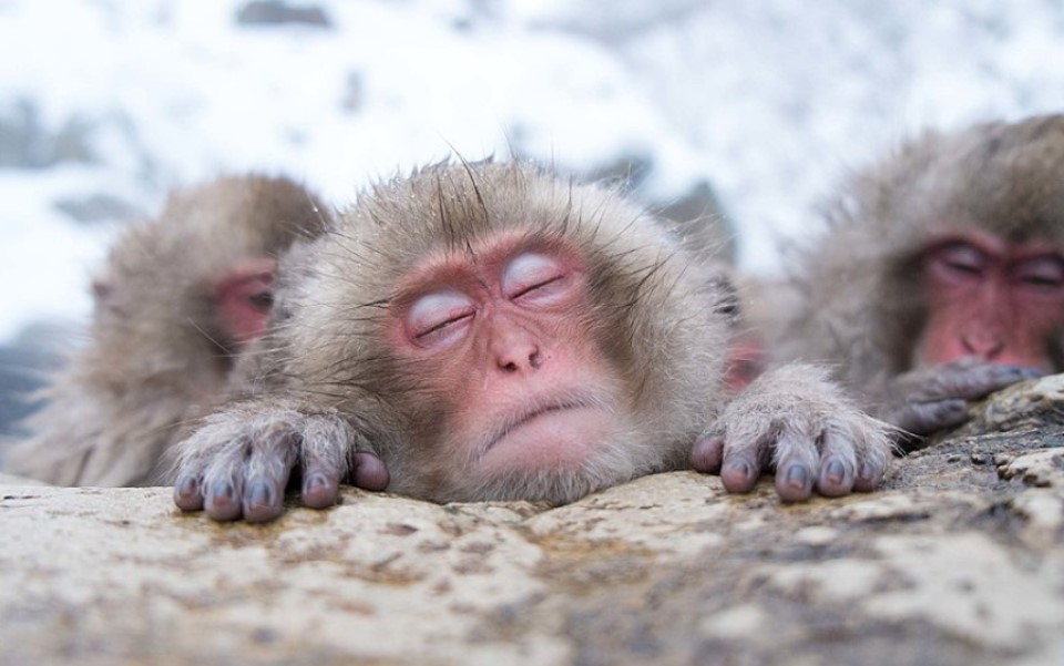 Ghé thăm 'thung lũng địa ngục Jigokudani' - nơi loài khỉ Nhật Bản sống trong cái lạnh -20 độ C