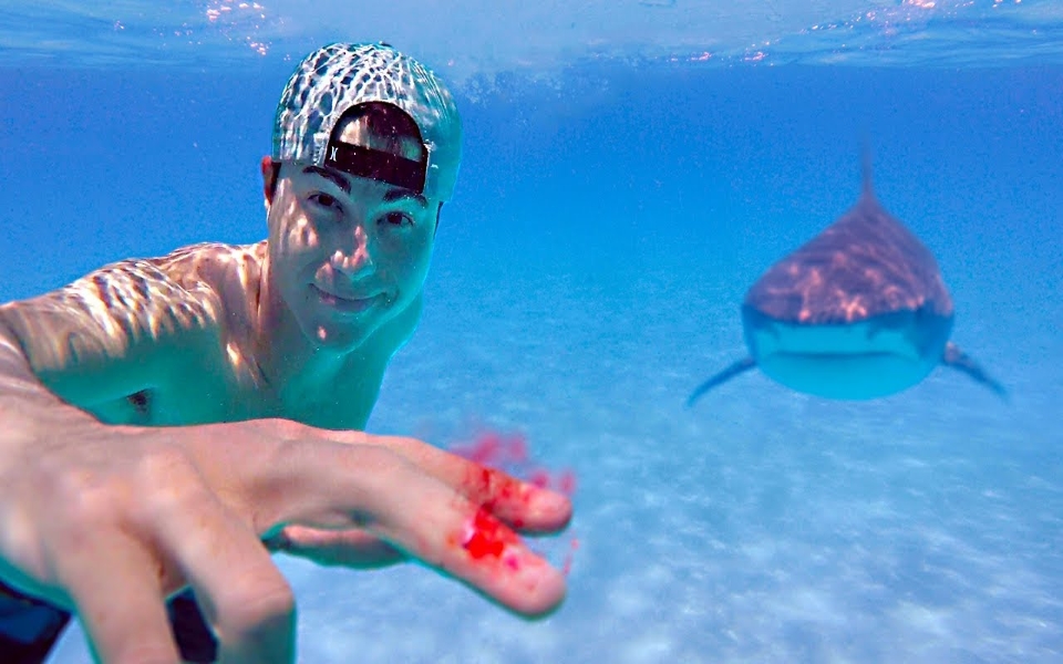 Liệu cá mập có thực sự bị thu hút bởi máu người?