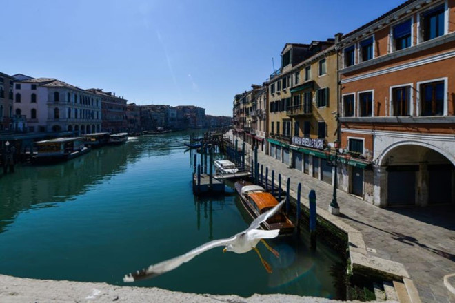 Thành phố Venice bị phong tỏa, các loài cá và thiên nga bất ngờ xuất hiện trở lại ở các kênh đào