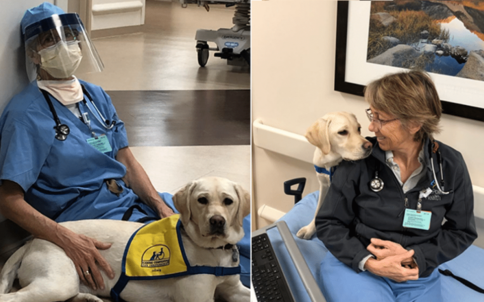 Cháo hành mùa dịch: Chú chó trị liệu tập sự an ủi nữ bác sĩ cấp cứu