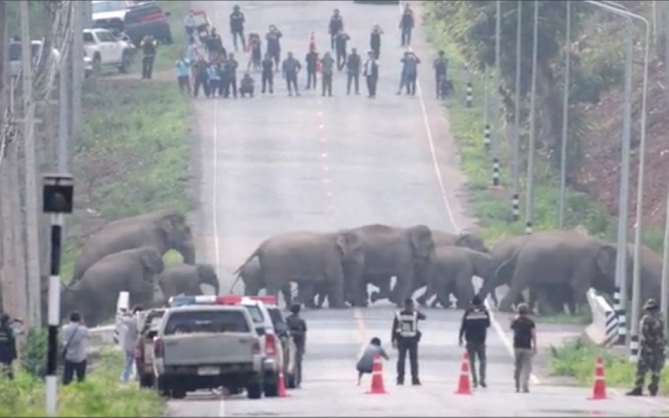 50 chú voi 'thản nhiên' băng qua đường ở Thái Lan