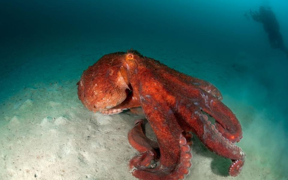 Tại sao sinh vật dưới biển sâu có thể to lớn một cách dị thường?
