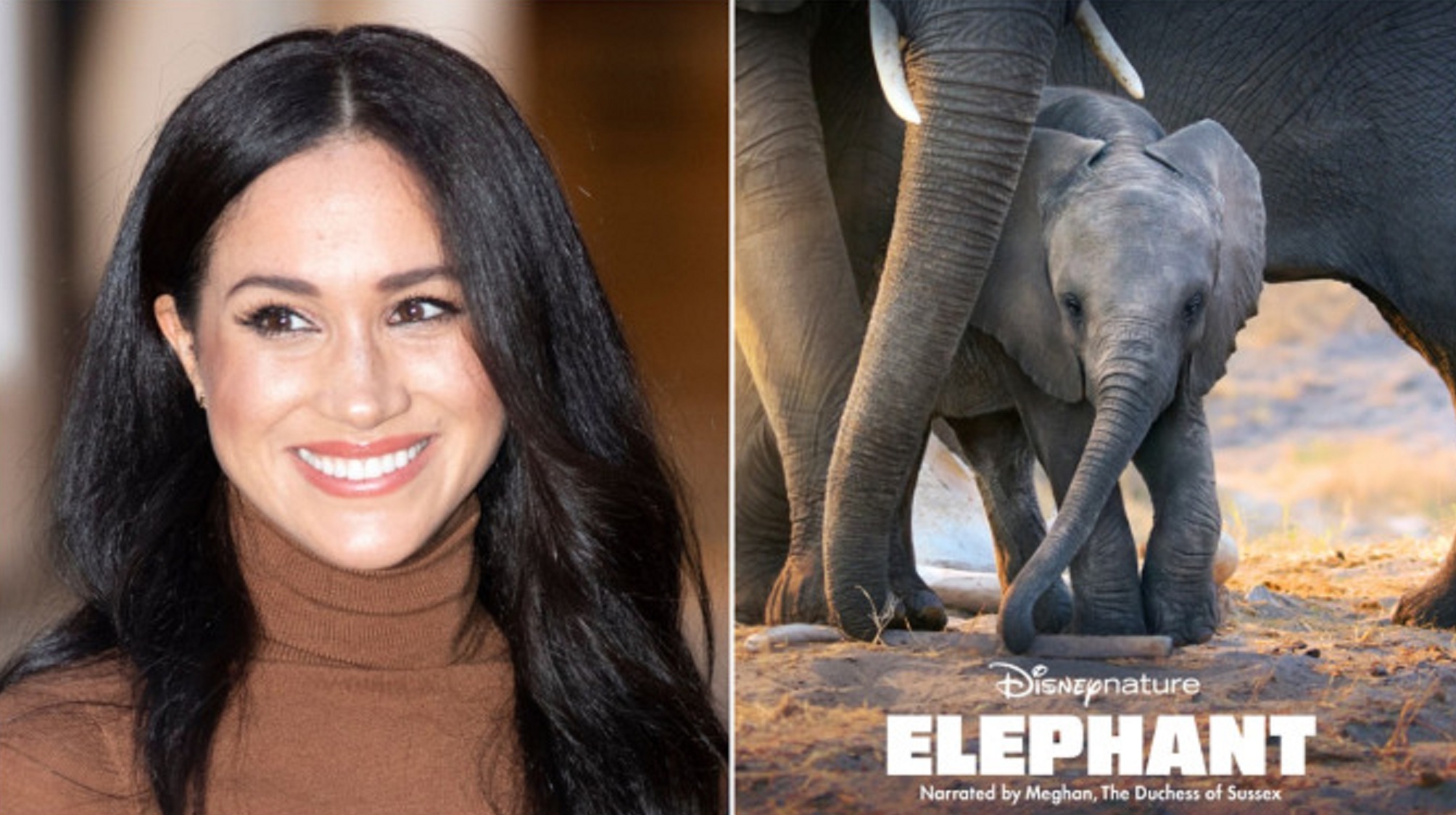 Meghan Markle bị chê lồng tiếng dở tệ trong phim mới 'Elephant'