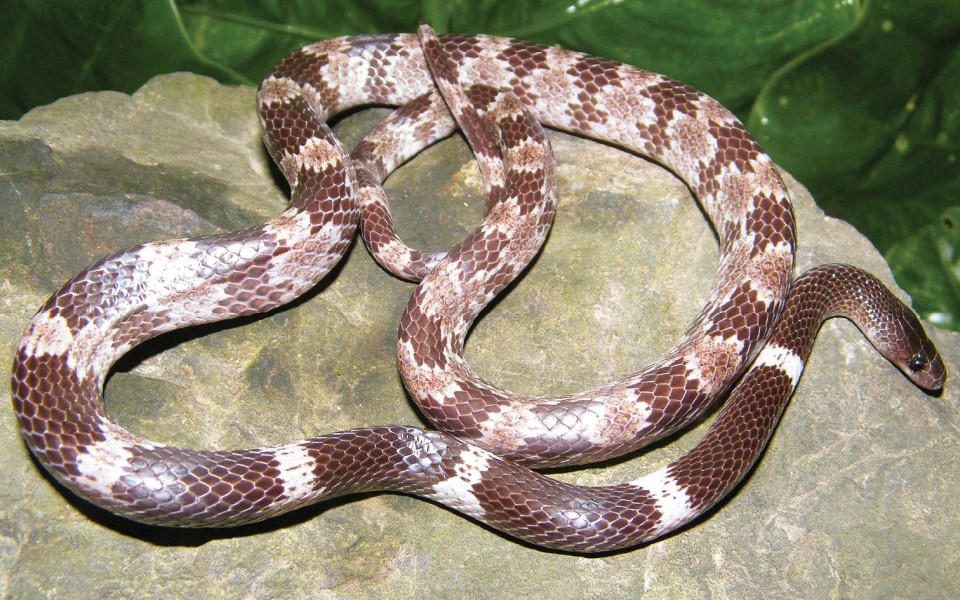 'Parafimbrios vietnamensis': Loài rắn mới mang tên Việt Nam có gì lạ?