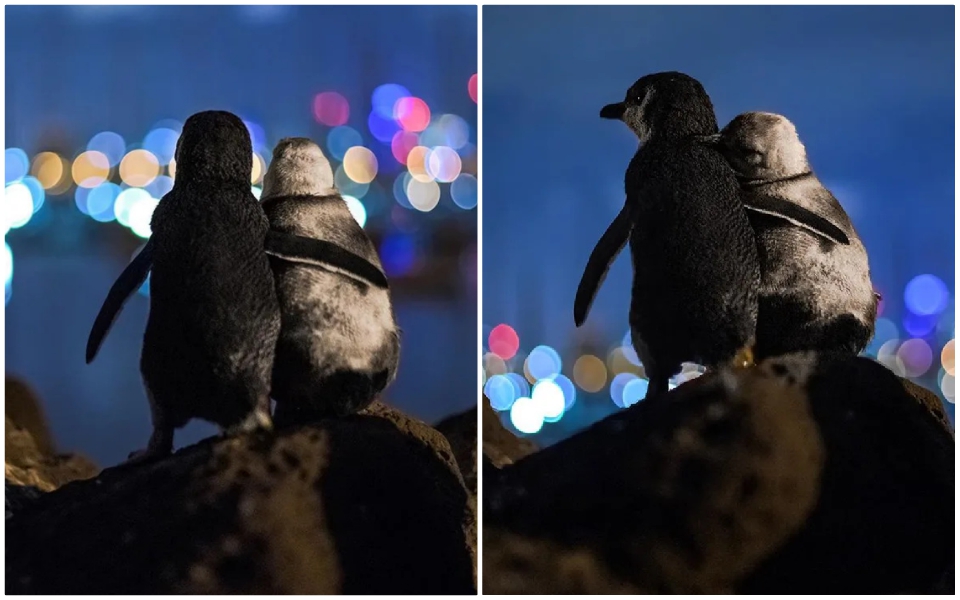 Cặp chim cánh cụt đúng giờ là ôm nhau cùng ngắm biển và câu chuyện cảm động phía sau