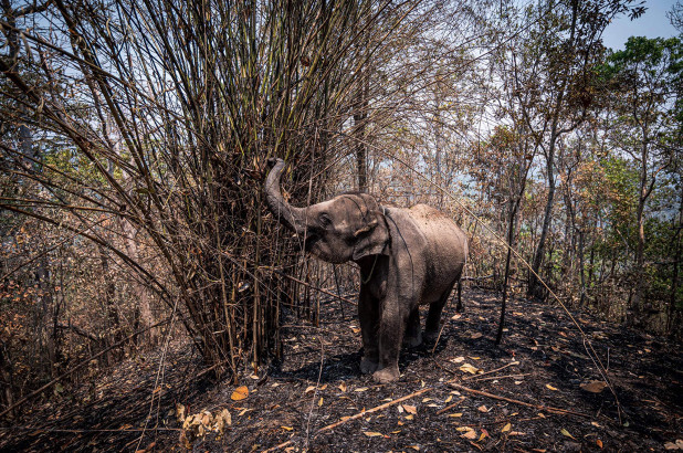 Những chú voi ở Thái Lan đối mặt với nguy cơ chết đói do ảnh hưởng của COVID-19