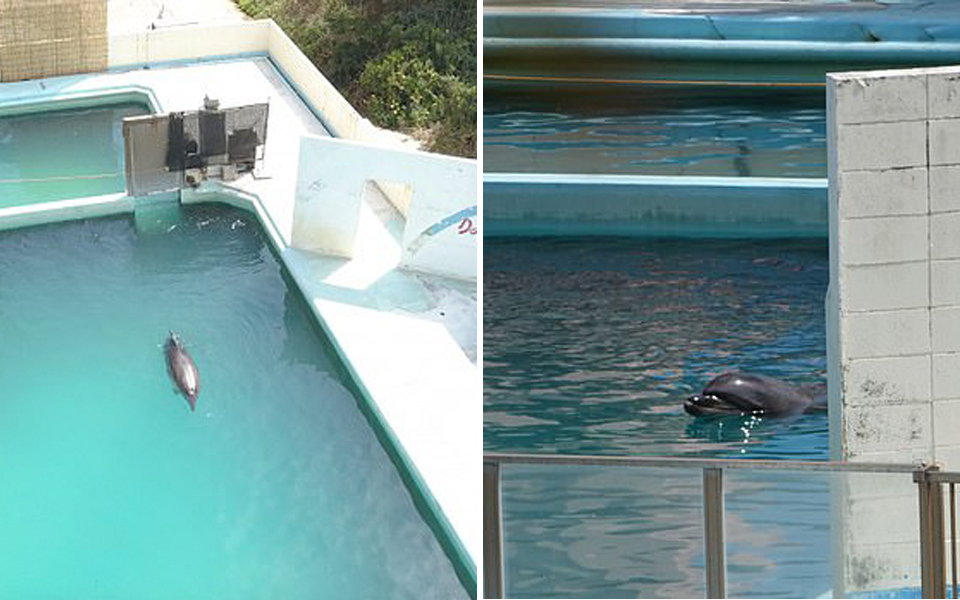Cô cá heo tội nghiệp qua đời sau 2 năm sống lẻ loi, cô độc trong thuỷ cung Nhật Bản bị bỏ hoang