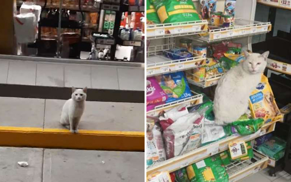 Bé mèo thông minh mỗi ngày đều đến cửa hàng tạp hoá để dụ 'hooman' mua đồ ăn cho