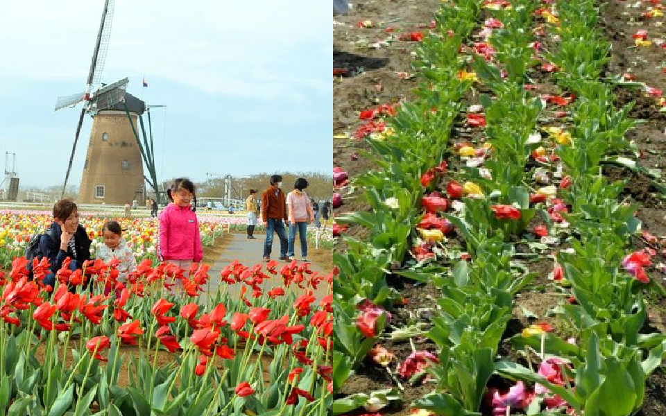 Thành phố Nhật Bản cày nát 800.000 bông Tullip để ngăn người dân tụ tập xem hoa