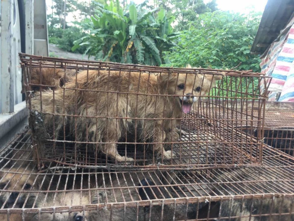 Thâm Quyến là thành phố đầu tiên của Trung Quốc cấm tiêu thụ thịt chó, mèo