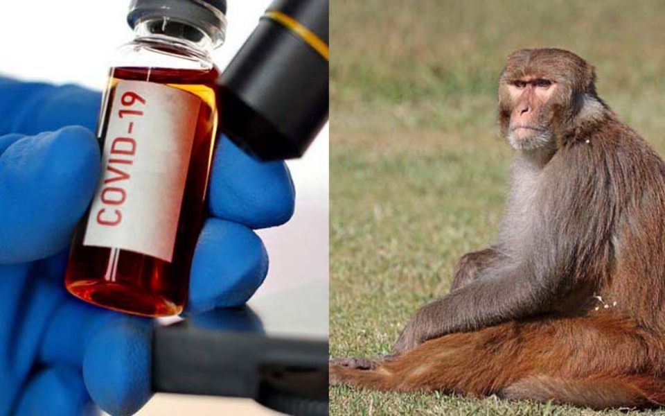 Đàn khỉ ăn cắp mẫu máu thử nghiệm Covid ở Ấn Độ khiến người dân lo sợ