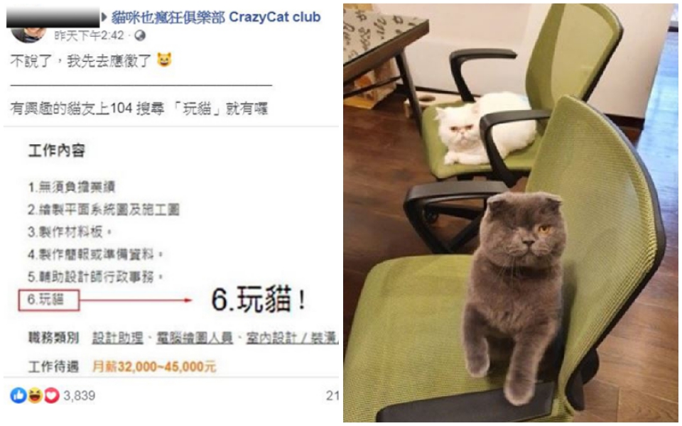 Công ty thiết kế đăng tin tuyển dụng công việc lương 'khủng': Vừa làm vừa... chơi với mèo