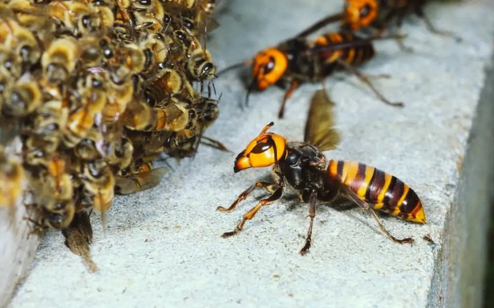 Ong bắp cày khổng lồ Châu Á tấn công Bắc Mỹ, đe dọa tàn sát ong mật bản địa