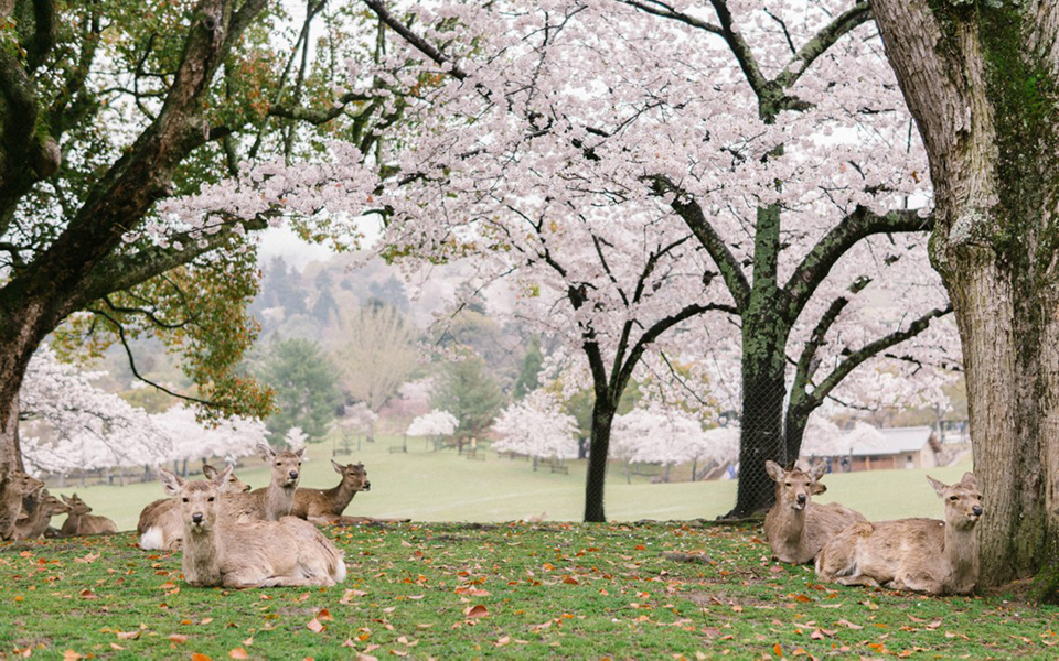 Khung cảnh thần tiên: Đàn nai thong thả dưới tán hoa đào trong công viên Nhật Bản