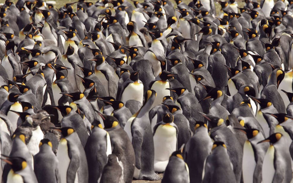 Phân chim cánh cụt phát ra khí cười khiến các nhà khoa học 'khóc vì cười quá nhiều'
