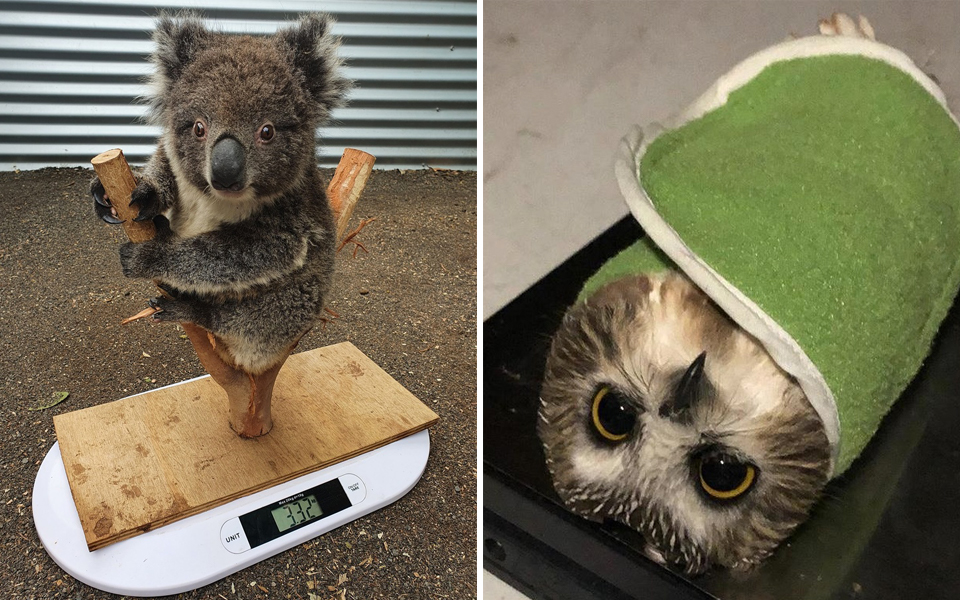 Cách nhân viên vườn thú đo cân nặng các bé động vật: 'Dùng sự dịu dàng này để đối xử với em'