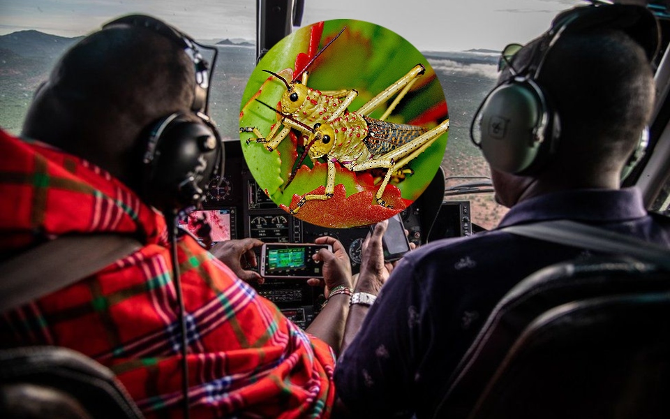 Rong ruổi trên bầu trời cùng 'thợ săn châu chấu' quyết chiến với đàn côn trùng gây hại ở Châu Phi