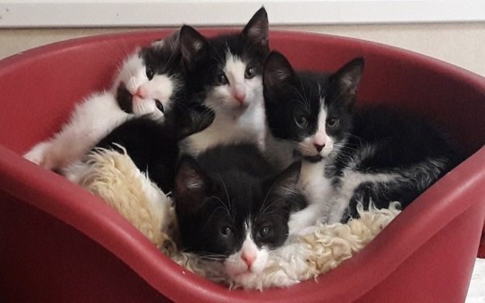 'Khủng hoảng mèo con' tại Anh: Hàng chục ngàn chú mèo con ra đời trong thời gian cách ly khiến cả nước lao đao