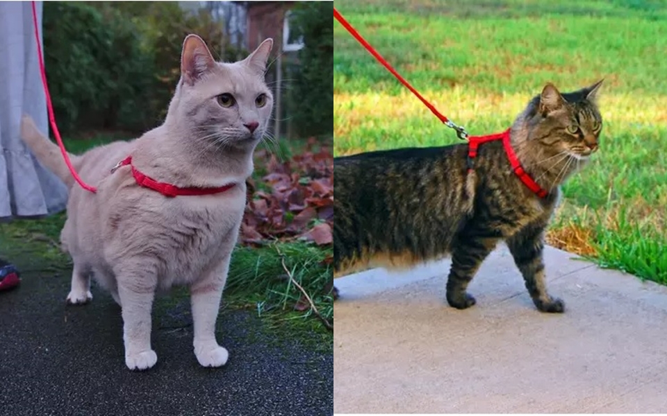 Úc: 'Con sen' có thể phải mang dây xích cho mèo nếu muốn dắt 'boss' đi dạo