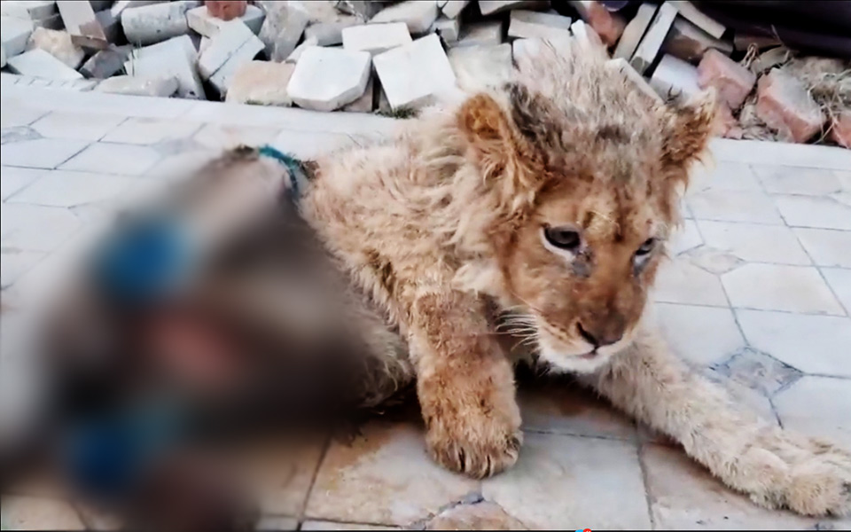 Tổng thống Putin tức giận vì chú sư tử bị đánh gãy chân để du khách tiện chụp ảnh