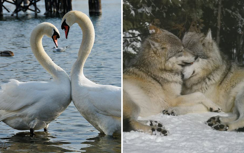 10 loài nổi tiếng chung thủy trong thế giới động vật: Chế độ 'một vợ một chồng', yêu nhau trọn kiếp