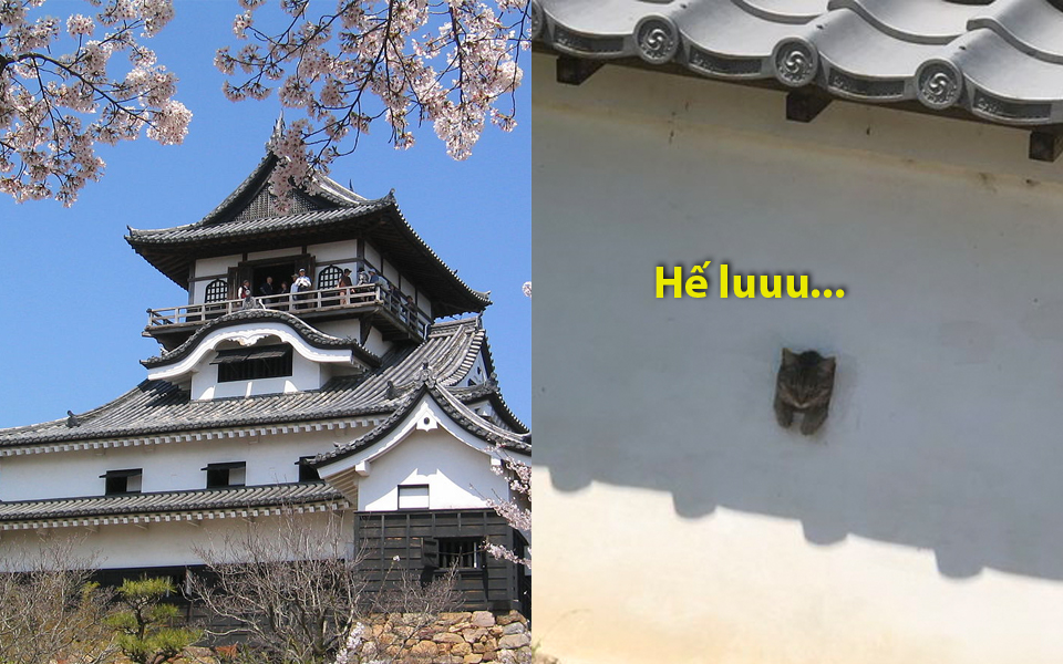 'Lâu đài núi Chó' tại Nhật Bản đã bị lũ mèo xâm chiếm mà chẳng ai nỡ đuổi đi