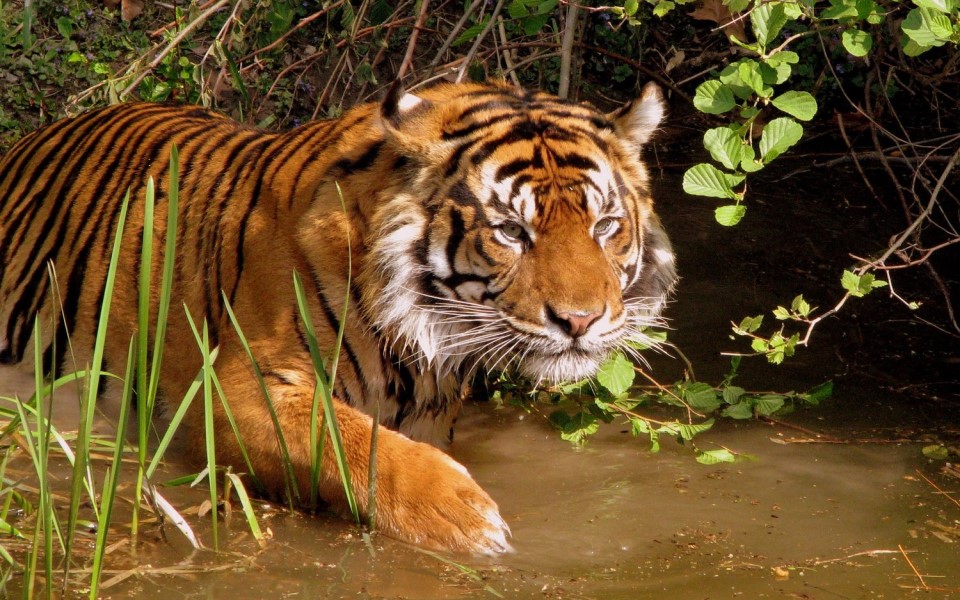 Hổ Đông Dương quý hiếm được phát hiện ở Thái Lan, hé mở hy vọng khôi phục giống loài sắp tuyệt chủng