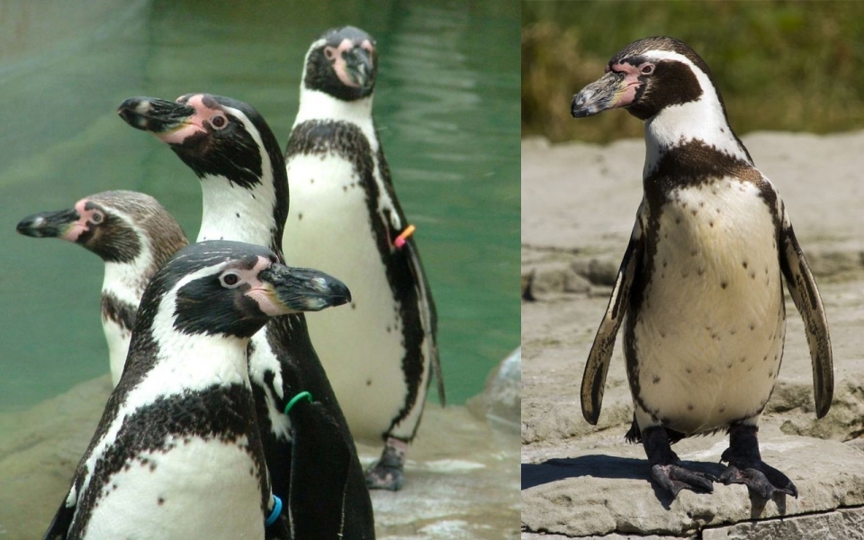 Giữ khoảng cách nhé, chim cánh cụt có thể 'phóng uế' xa tới 1,2m!