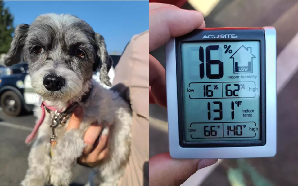 Chú chó may mắn nhất vũ trụ: Suýt 'ngỏm' vì bị bỏ quên trên xe hơi nóng 55 độ thì phép màu xảy ra