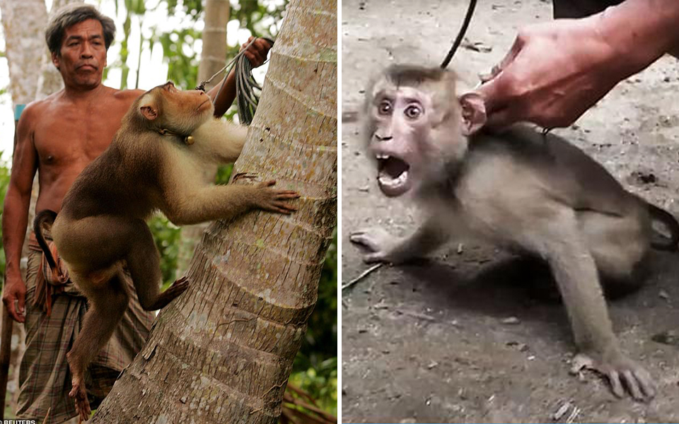 Khỉ tại Thái Lan bị xiềng xích, trở thành nô lệ phải hái 1.000 trái dừa mỗi ngày