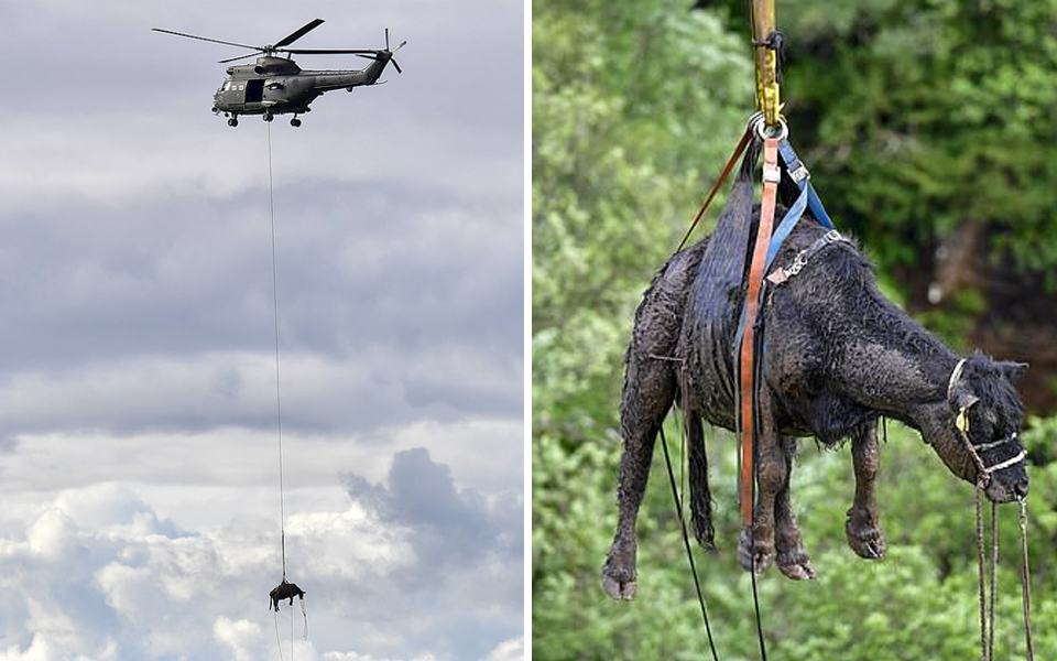 Cuộc giải cứu kịch tính giúp chú bò sống sót sau 5 ngày rơi xuống thác nước cao 45 mét