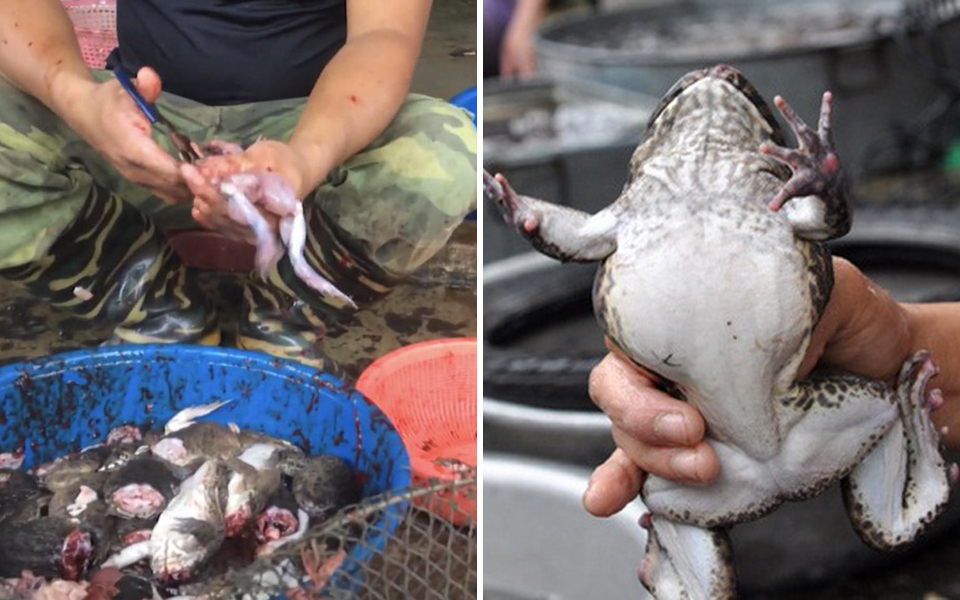 Báo nước ngoài sốc với hình ảnh những khu chợ Việt Nam làm thịt ếch bằng kéo