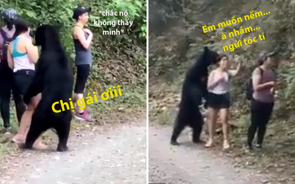 Chú gấu đen quên mất mình là gấu, tiến sát con người để ngửi tóc, tạo dáng chụp ảnh selfie