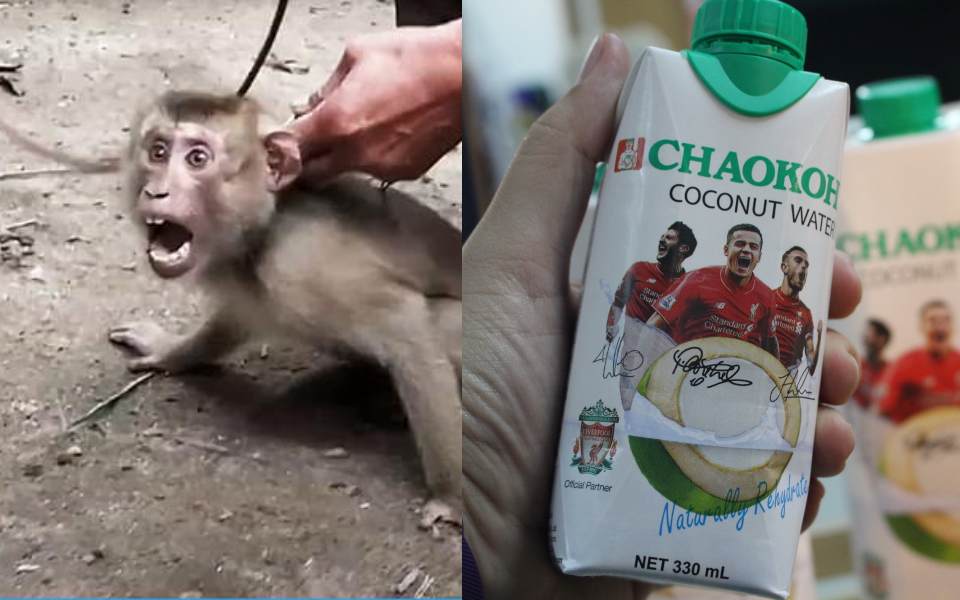Liverpool FC cắt hợp đồng với hãng nước dừa Thái Lan sau vụ 'bắt khỉ làm nô lệ' chấn động MXH