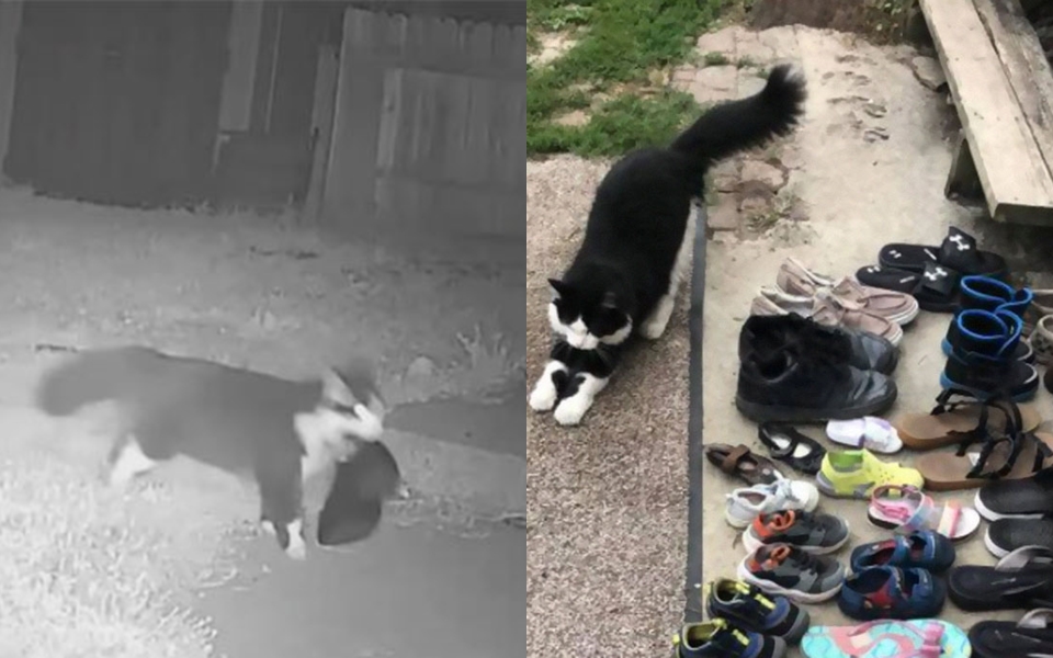 Chú mèo thích ăn trộm giày của hàng xóm khiến chủ nhân phải lập nhóm trên Facebook để trả lại