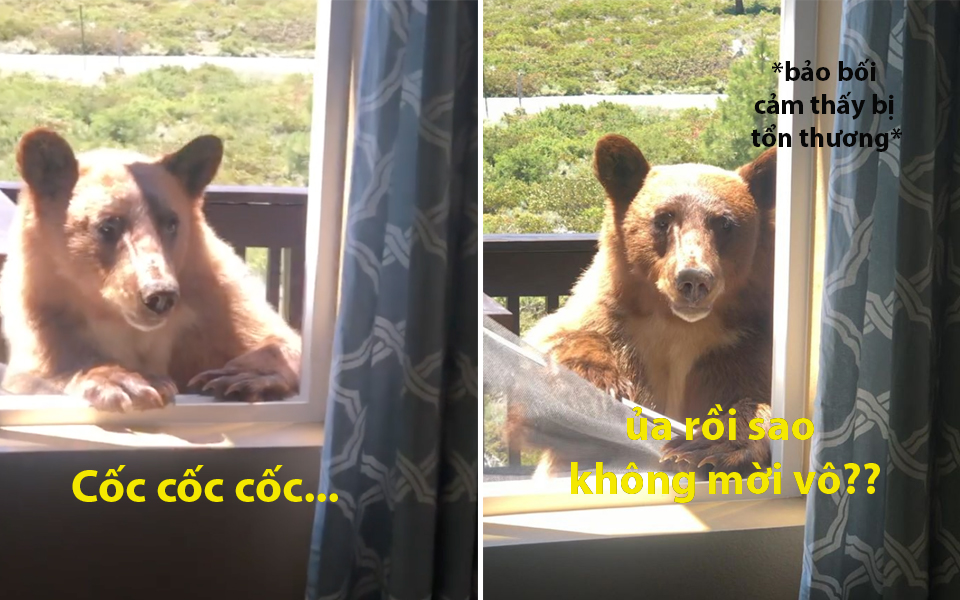 Vẻ mặt tủi thân của chú gấu muốn vào nhà chơi nhưng không ai dám mở cửa cho vào