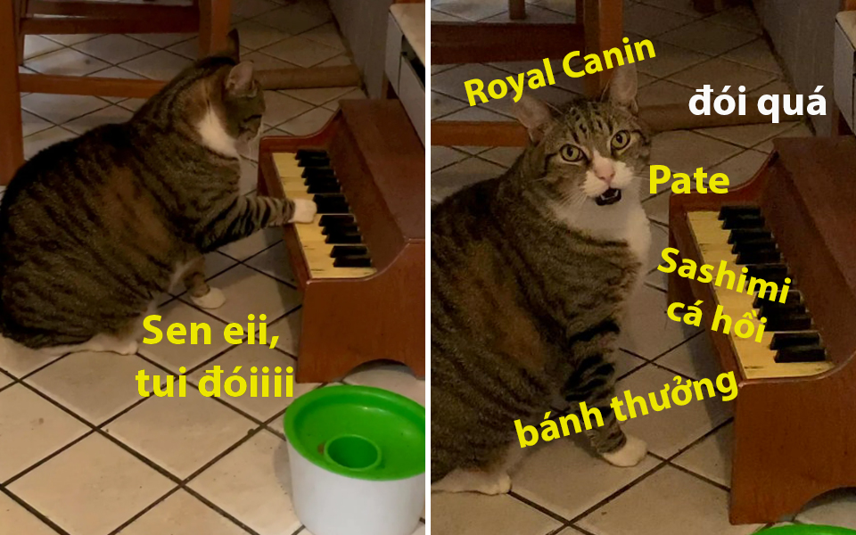 Chú mèo thông minh học đàn piano để báo cho 'sen' mỗi khi mình đói bụng