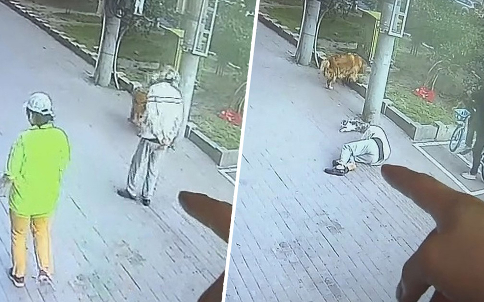Đang đi bộ trên đường thì bị mèo rơi trúng đầu, người đàn ông gãy cổ phải nhập viện