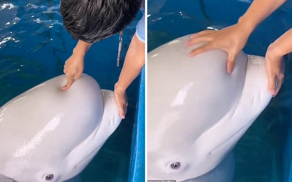Nhân viên thuỷ cung Trung Quốc gây bức xúc khi ấn, bóp đầu cá voi trắng cho các khách nhí xem