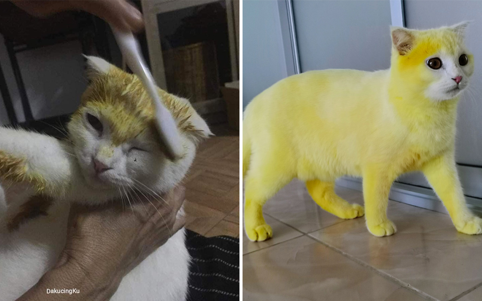 Cô gái Thái Lan hốt hoảng nhìn mèo cưng vàng như Pikachu sau khi bôi nghệ trị nấm da